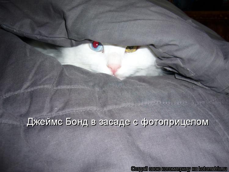 Джеймс Бонд в засаде с фотоприцелом... Котоматрица: Джеймс Бонд в засаде с фотоприцелом