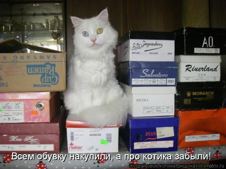 Всем обувку накупили, а про котика забыли!... Котоматрица: Всем обувку накупили, а про котика забыли!