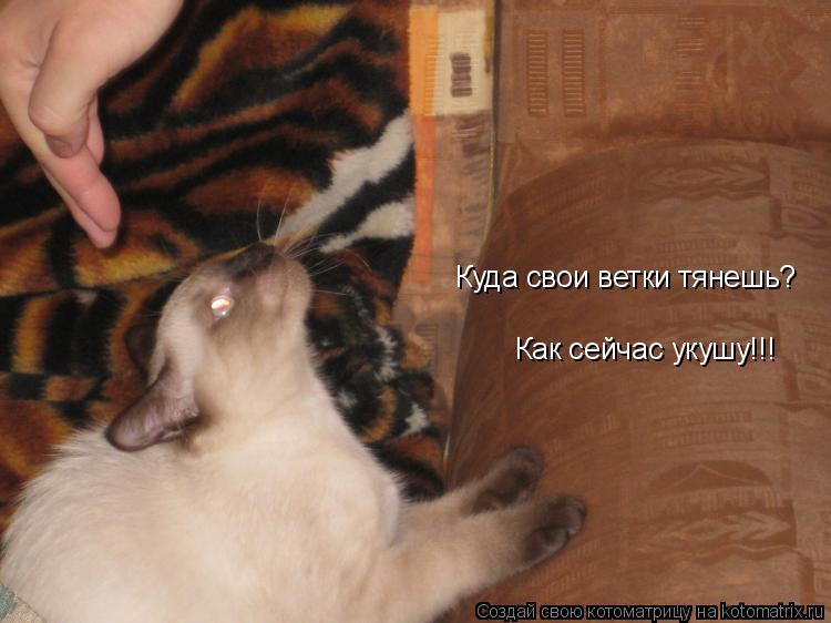 Как сейчас укушу!!! Куда свои ветки тянешь?... Котоматрица: Как сейчас укушу!!! Куда свои ветки тянешь?