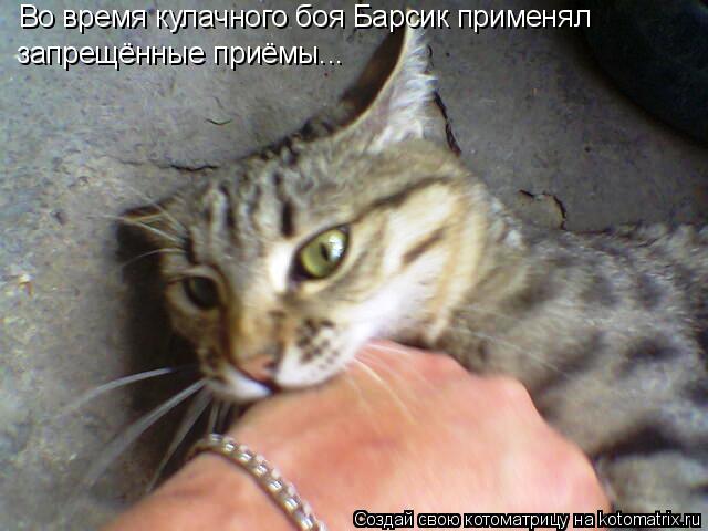 Во время кулачного боя Барсик применял запрещённые приёмы...... Котоматрица: Во время кулачного боя Барсик применял запрещённые приёмы...