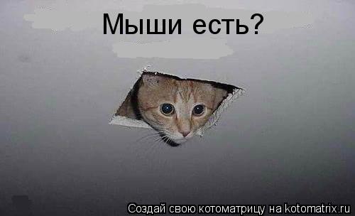 Мыши есть?... Котоматрица: Мыши есть?