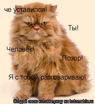 че уставился! Ты! Человек! Позор! Я с тобой разговариваю!... Котоматрица: че уставился! Ты! Человек! Позор! Я с тобой разговариваю!