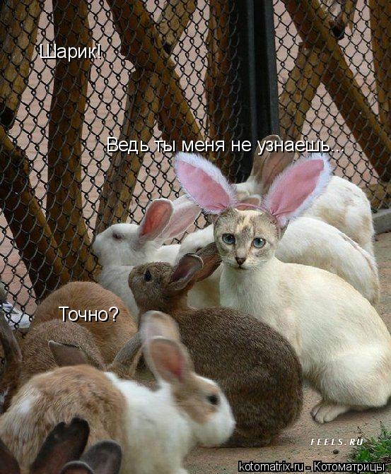 Ведь ты меня не узнаешь... Точно? Шарик!... Котоматрица: Ведь ты меня не узнаешь... Точно? Шарик!