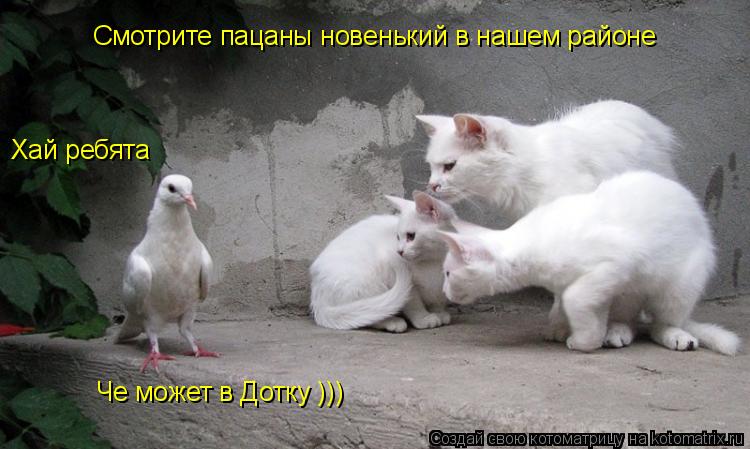 Смотрите пацаны новенький в нашем районе Хай ребята Че может в Дотку )))... Котоматрица: Смотрите пацаны новенький в нашем районе Хай ребята Че может в Дотку )))