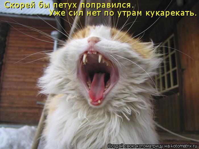 Скорей бы петух поправился. Уже сил нет по утрам кукарекать.... Котоматрица: Скорей бы петух поправился. Уже сил нет по утрам кукарекать.