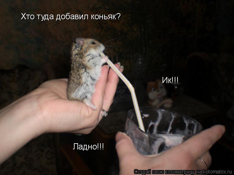 Хто туда добавил коньяк? Ик!!! Ладно!!!... Котоматрица: Хто туда добавил коньяк? Ик!!! Ладно!!!