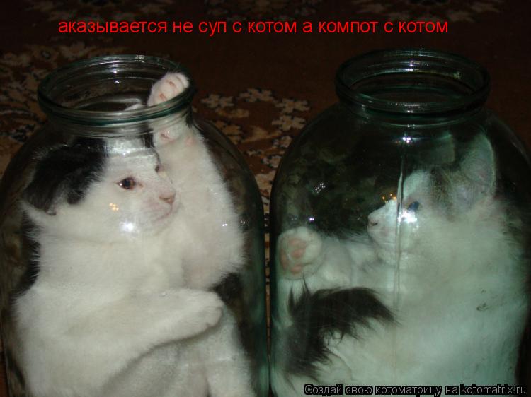 аказывается не суп с котом а компот с котом... Котоматрица: аказывается не суп с котом а компот с котом