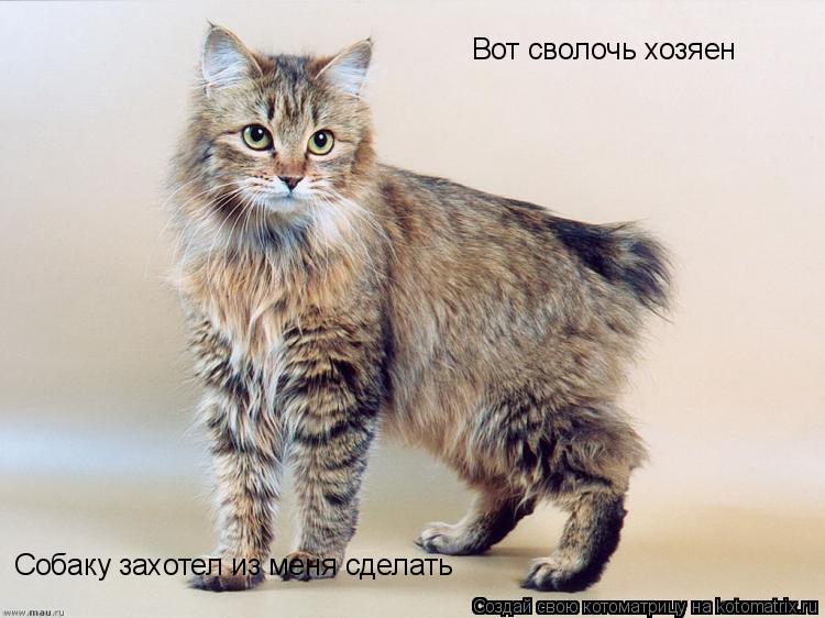 Вот сволочь хозяен Собаку захотел из меня сделать... Котоматрица: Вот сволочь хозяен Собаку захотел из меня сделать
