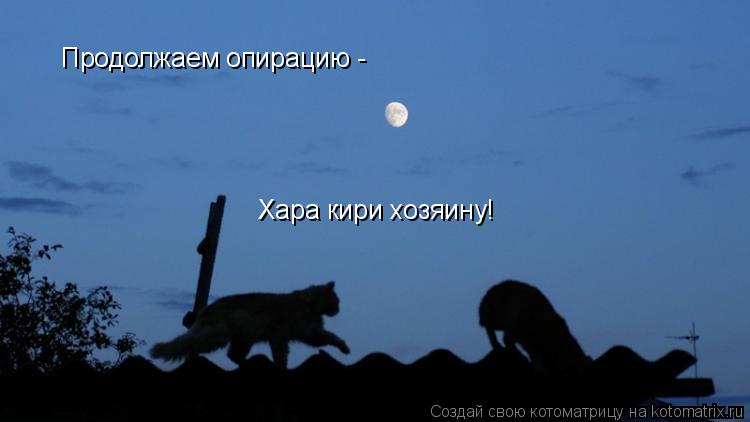 Продолжаем опирацию - Хара кири хозяину!... Котоматрица: Продолжаем опирацию - Хара кири хозяину!
