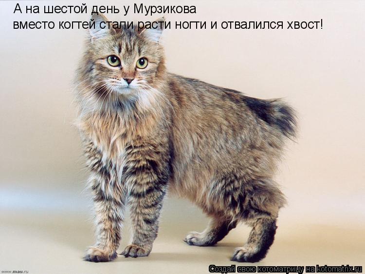 А на шестой день у Мурзикова вместо когтей стали расти ногти и отвалился хвост!... Котоматрица: А на шестой день у Мурзикова вместо когтей стали расти ногти и отвалился хвост!