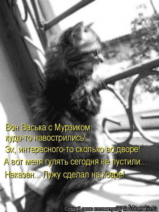 Вон Васька с Мурзиком куда-то навострились! Эх, интересного-то сколько во дворе! А вот меня гулять с... Котоматрица: Вон Васька с Мурзиком куда-то навострились! Эх, интересного-то сколько во дворе! А вот меня гулять сегодня не пустили….. Наказан….. Лужу сде