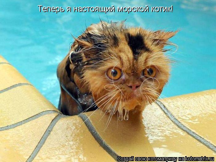 Теперь я настоящий морской котик!... Котоматрица: Теперь я настоящий морской котик!