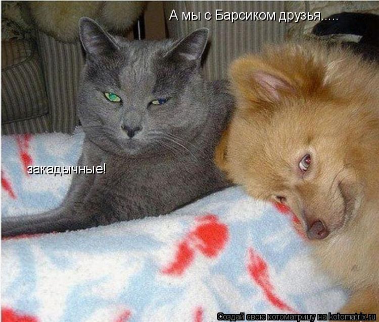 А мы с Барсиком друзья..... закадычные!... Котоматрица: А мы с Барсиком друзья..... закадычные!