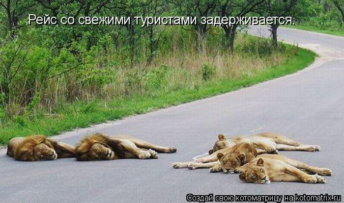 Рейс со свежими туристами задерживается.... Котоматрица: Рейс со свежими туристами задерживается.