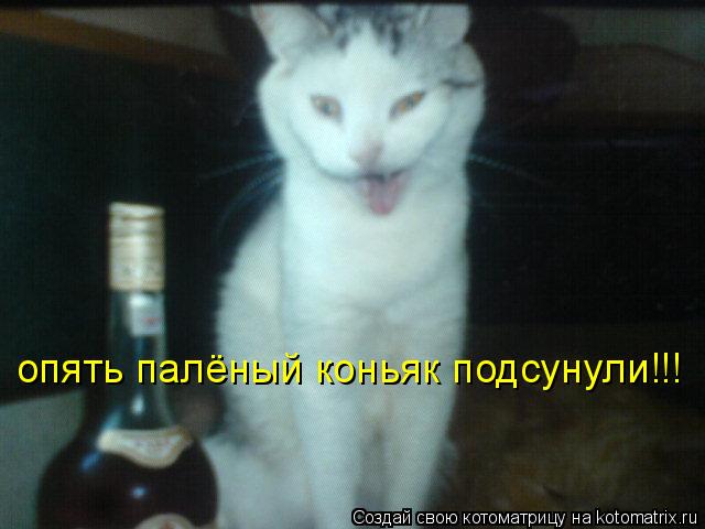опять палёный коньяк подсунули!!!... Котоматрица: опять палёный коньяк подсунули!!!