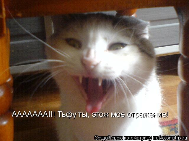 ААААААА!!! Тьфу ты, этож моё отражение!... Котоматрица: ААААААА!!! Тьфу ты, этож моё отражение!
