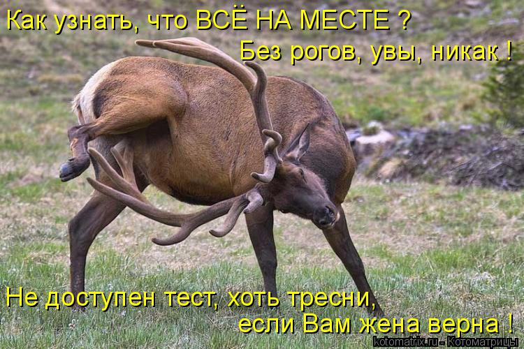 Как узнать, что ВСЕ НА МЕСТЕ ? Без рогов, увы, никак ! Не доступен тест, хоть тресни, если Вам жена в... Котоматрица: Как узнать, что ВСЕ НА МЕСТЕ ? Без рогов, увы, никак ! Не доступен тест, хоть тресни, если Вам жена верна ! ..