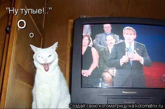 "Ну тупые!.." о О... Котоматрица: "Ну тупые!.." о О