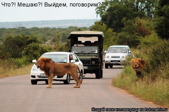 Что?! Мешаю?! Выйдем, поговорим?... Котоматрица: Что?! Мешаю?! Выйдем, поговорим?