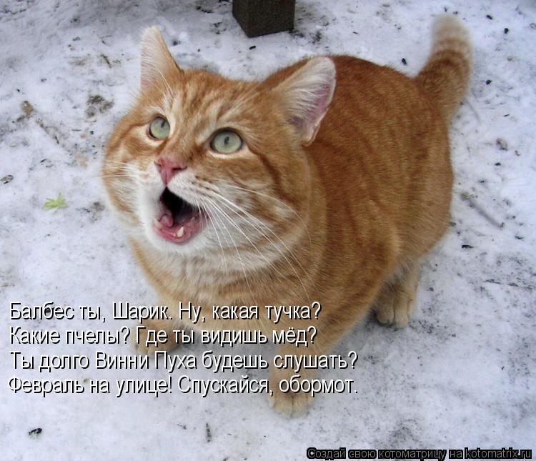 Балбес ты, Шарик. Ну, какая тучка? Какие пчелы? Где ты видишь мёд? Ты долго Винни Пуха будешь слушать... Котоматрица: Балбес ты, Шарик. Ну, какая тучка? Какие пчелы? Где ты видишь мёд? Ты долго Винни Пуха будешь слушать? Февраль на улице! Спускайся, обормот.