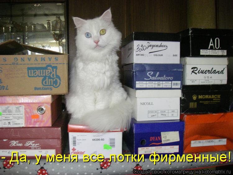 - Да, у меня все лотки фирменные!... Котоматрица: - Да, у меня все лотки фирменные!