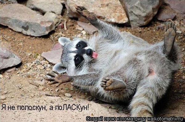Я не полоскун, а поЛАСКун!... Котоматрица: Я не полоскун, а поЛАСКун!