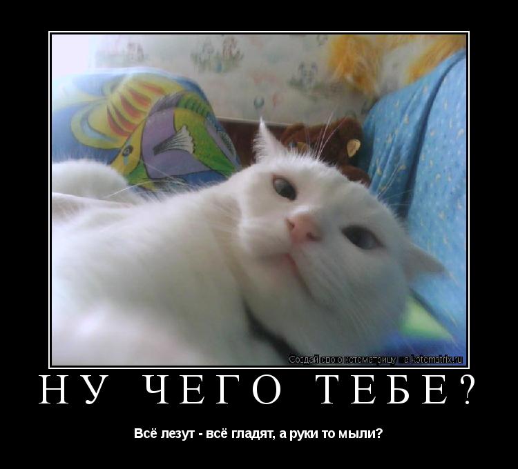 ну чего тебе? Всё лезут - всё гладят, а руки то мыли?... Котоматрица: ну чего тебе? Всё лезут - всё гладят, а руки то мыли?