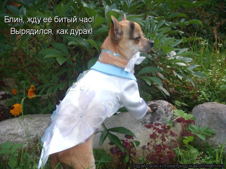 Блин, жду её битый час! Вырядился, как дурак!... Котоматрица: Блин, жду её битый час! Вырядился, как дурак!