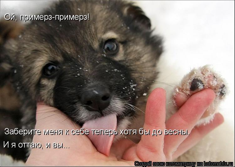 Ой, примерз-примерз! Заберите меня к себе теперь хотя бы до весны. И я оттаю, и вы...... Котоматрица: Ой, примерз-примерз! Заберите меня к себе теперь хотя бы до весны. И я оттаю, и вы...