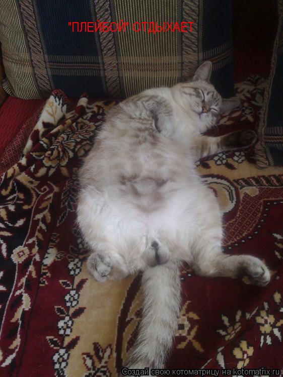 "ПЛЕЙБОЙ" ОТДЫХАЕТ... Котоматрица: "ПЛЕЙБОЙ" ОТДЫХАЕТ