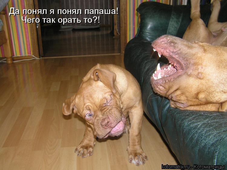 Да понял я понял папаша! Чего так орать то?!... Котоматрица: Да понял я понял папаша! Чего так орать то?!