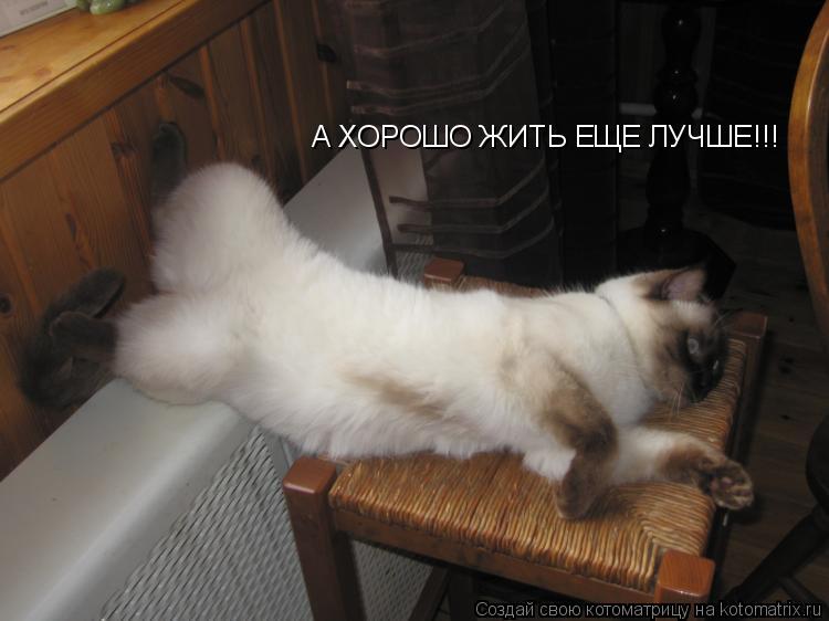 А ХОРОШО ЖИТЬ ЕЩЕ ЛУЧШЕ!!!... Котоматрица: А ХОРОШО ЖИТЬ ЕЩЕ ЛУЧШЕ!!!