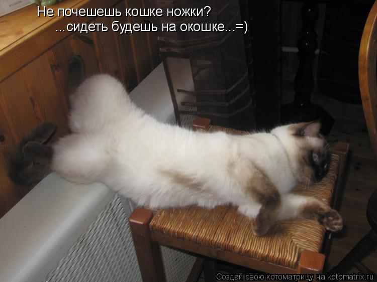 Не почешешь кошке ножки? ...сидеть будешь на окошке...=)... Котоматрица: Не почешешь кошке ножки? ...сидеть будешь на окошке...=)