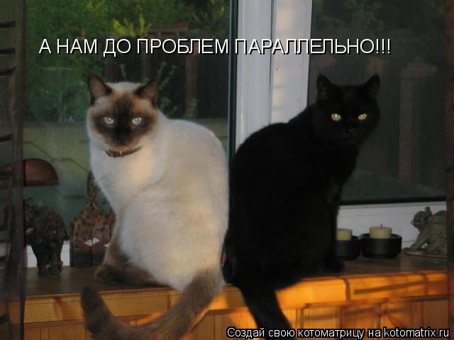 А НАМ ДО ПРОБЛЕМ ПАРАЛЛЕЛЬНО!!!... Котоматрица: А НАМ ДО ПРОБЛЕМ ПАРАЛЛЕЛЬНО!!!