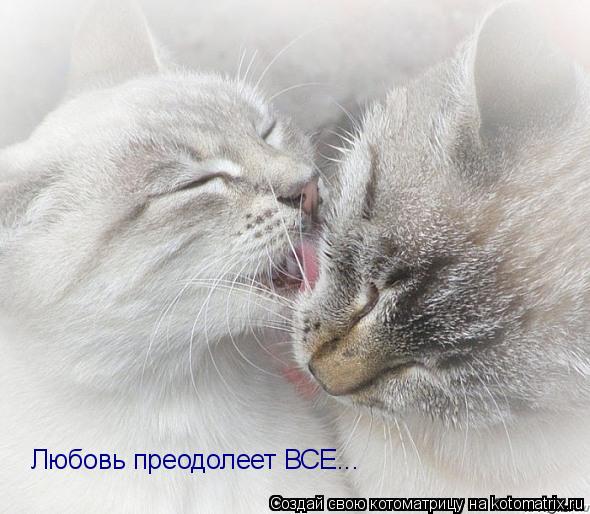 Любовь преодолеет ВСЕ...... Котоматрица: Любовь преодолеет ВСЕ...