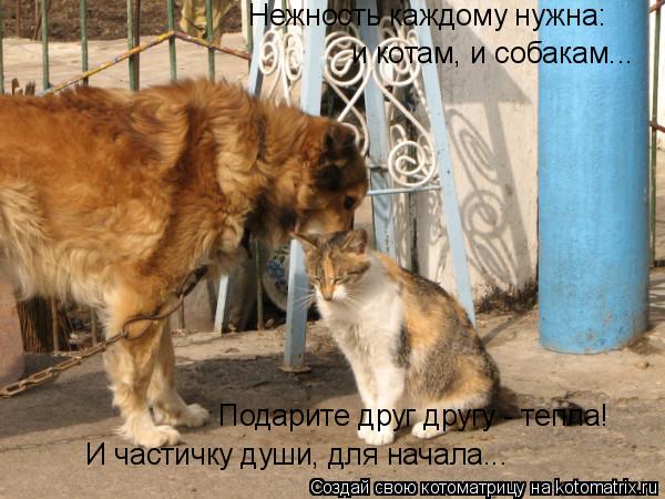 Нежность каждому нужна: и котам, и собакам... Подарите друг другу - тепла! И частичку души, для начал... Котоматрица: Нежность каждому нужна: и котам, и собакам... Подарите друг другу - тепла! И частичку души, для начала...