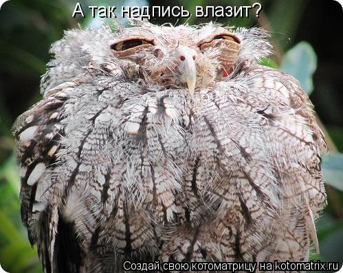 А так надпись влазит?... Котоматрица: А так надпись влазит?
