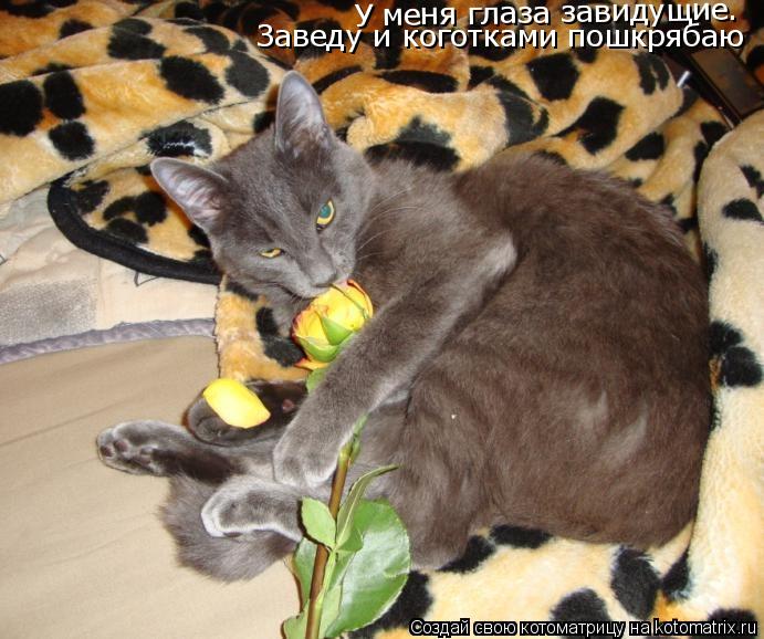 У меня глаза завидущие. Заведу и коготками пошкрябаю... Котоматрица: У меня глаза завидущие. Заведу и коготками пошкрябаю