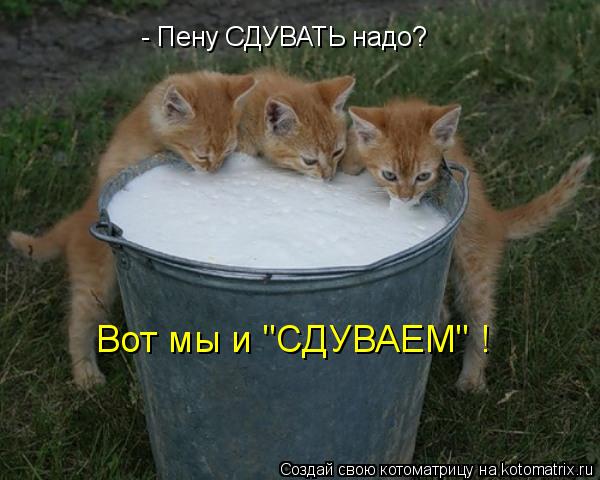 - Пену СДУВАТЬ надо? Вот мы и "СДУВАЕМ" !... Котоматрица: - Пену СДУВАТЬ надо? Вот мы и "СДУВАЕМ" !