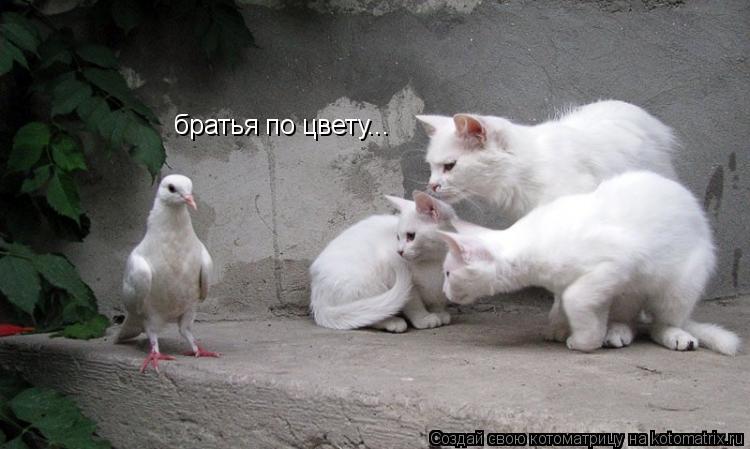 братья по цвету...... Котоматрица: братья по цвету...