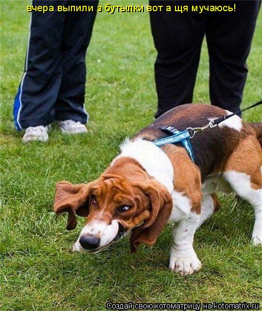 вчера выпили з бутылки вот а щя мучаюсь!... Котоматрица: вчера выпили з бутылки вот а щя мучаюсь!