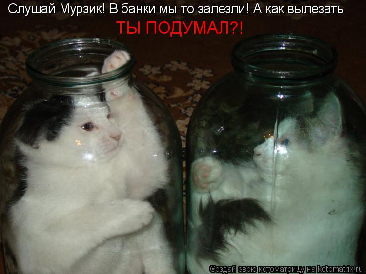 Слушай Мурзик! В банки мы то залезли! А как вылезать ТЫ ПОДУМАЛ?!... Котоматрица: Слушай Мурзик! В банки мы то залезли! А как вылезать ТЫ ПОДУМАЛ?!