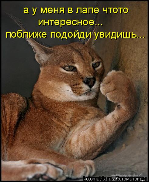 а у меня в лапе чтото интересное... поближе подойди увидишь...... Котоматрица: а у меня в лапе чтото интересное... поближе подойди увидишь...