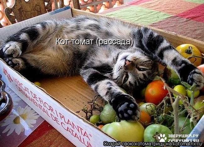 Кот-томат (рассада)... Котоматрица: Кот-томат (рассада)