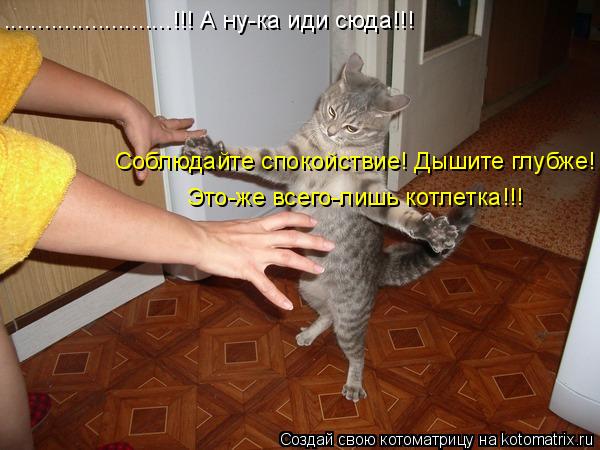 .........................!!! А ну-ка иди сюда!!! Соблюдайте спокойствие! Дышите глубже! Это-же всего-... Котоматрица: .........................!!! А ну-ка иди сюда!!! Соблюдайте спокойствие! Дышите глубже! Это-же всего-лишь котлетка!!!