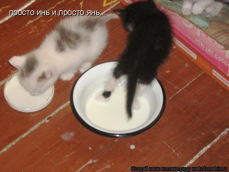 просто инь и просто янь...... Котоматрица: просто инь и просто янь...