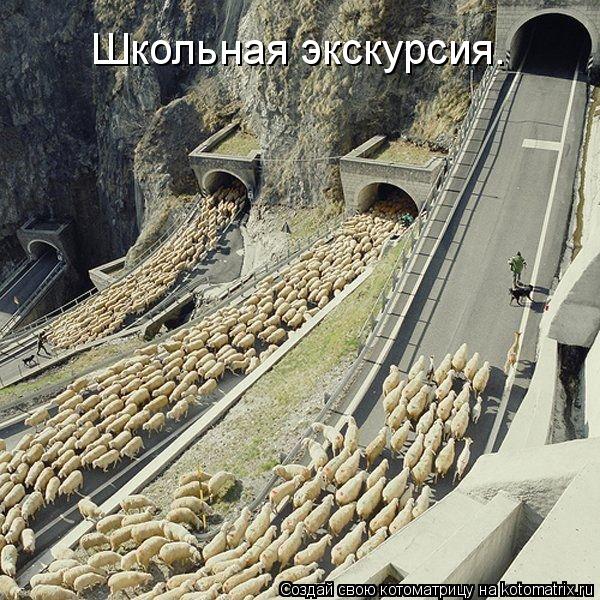 Школьная экскурсия.... Котоматрица: Школьная экскурсия.