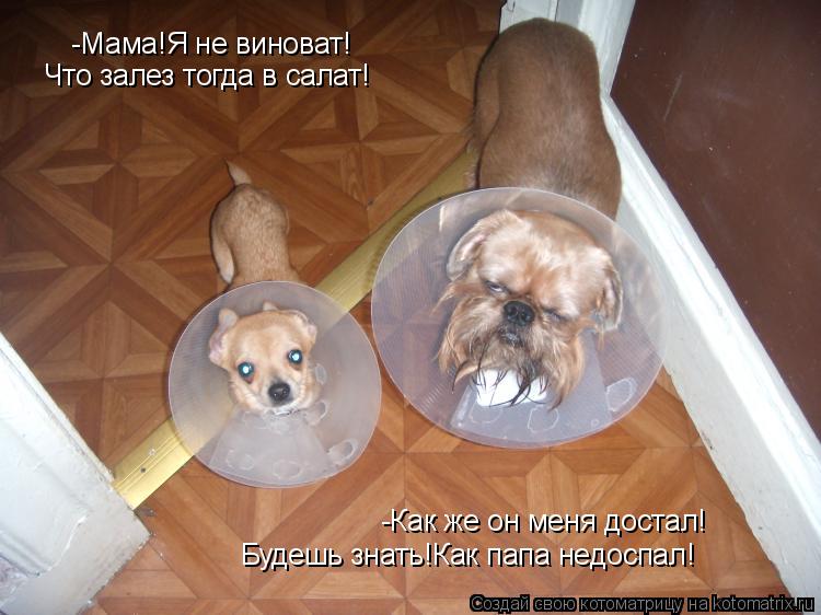 -Мама!Я не виноват! Что залез тогда в салат! -Как же он меня достал! Будешь знать!Как папа недоспал!... Котоматрица: -Мама!Я не виноват! Что залез тогда в салат! -Как же он меня достал! Будешь знать!Как папа недоспал!