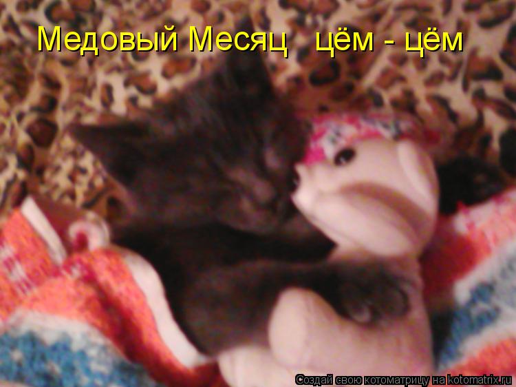 Медовый Месяц цём - цём... Котоматрица: Медовый Месяц цём - цём