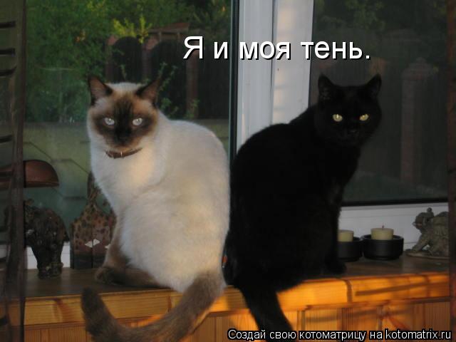 Я и моя тень.... Котоматрица: Я и моя тень.